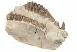 Fossil Oreodont (Merycoidodon) Jaw - South Dakota #198198-3